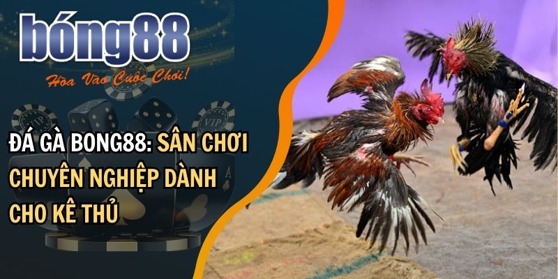 Đá gà BONG88: sân chơi chuyên nghiệp dành cho kê thủ